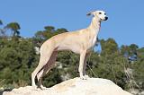 WHIPPET 100